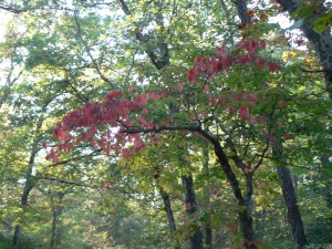 A Branch of Red Leaves