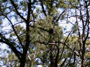 Pines Overhead